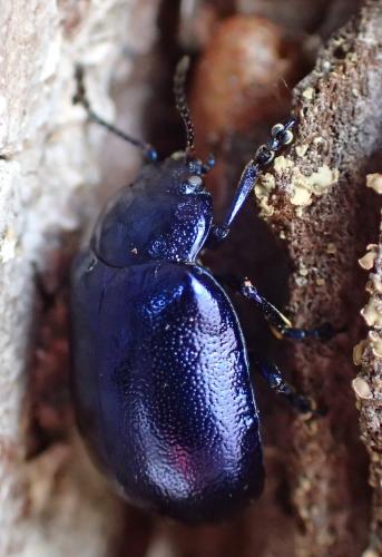 Réf. 227 289 : Oreina caerulea